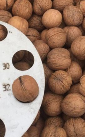 Vlašské ořechy ve skořápce 1000g, 5000g